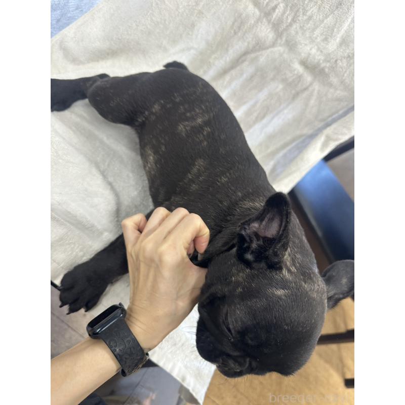 販売中の千葉県のフレンチブルドッグ-438459の4枚目