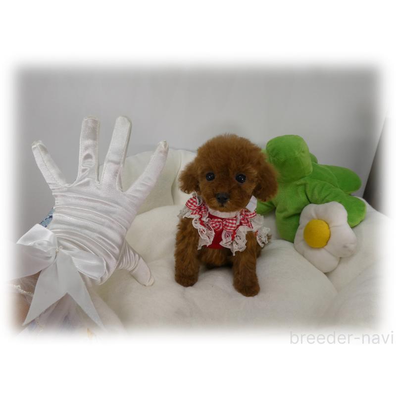 販売中の埼玉県のティーカッププードル-448027の4枚目