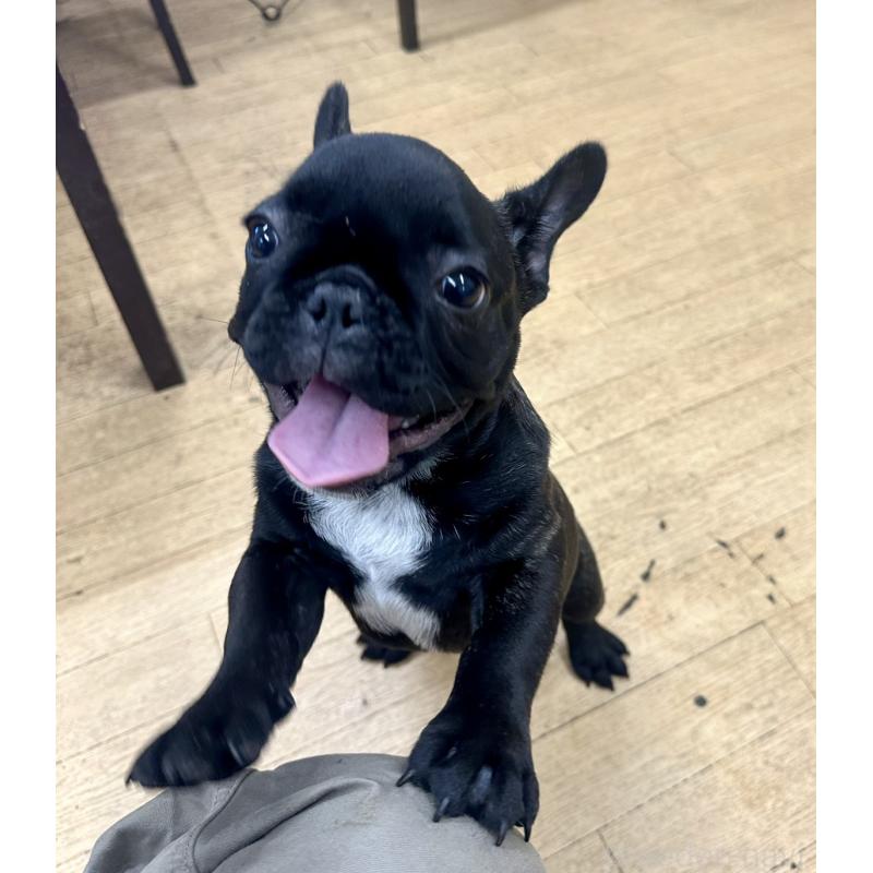 販売中の千葉県のフレンチブルドッグ-438459の3枚目