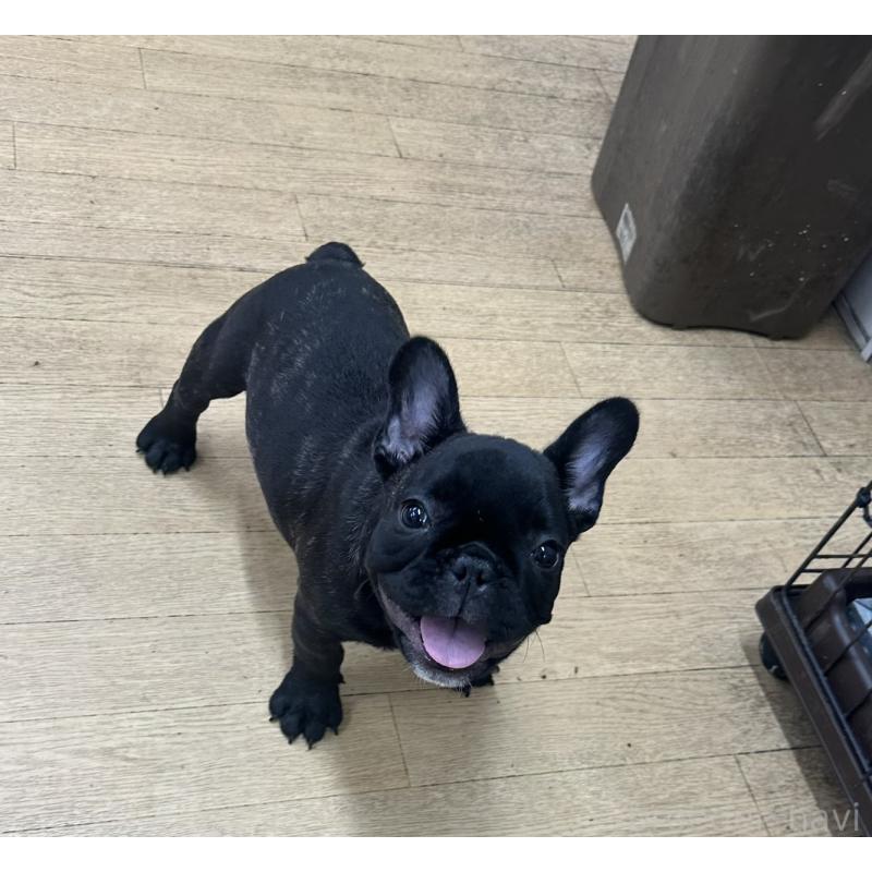販売中の千葉県のフレンチブルドッグ-438459の2枚目
