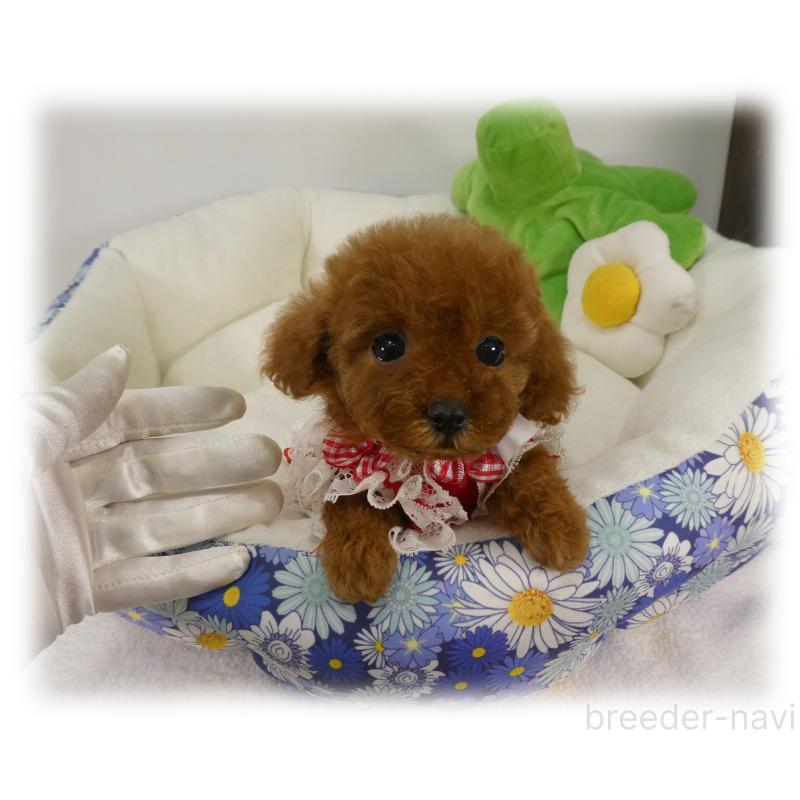 販売中の埼玉県のティーカッププードル-448027の3枚目