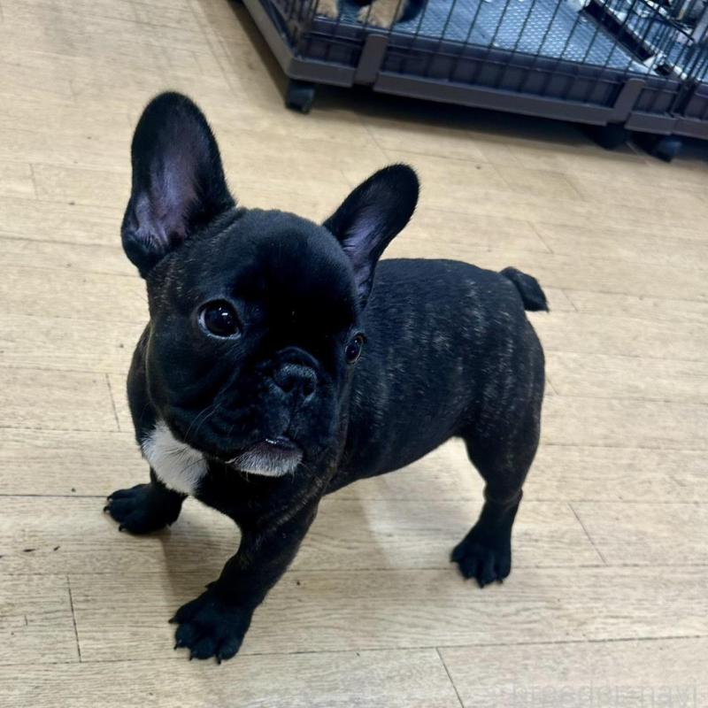 販売中の千葉県のフレンチブルドッグ-438459の1枚目