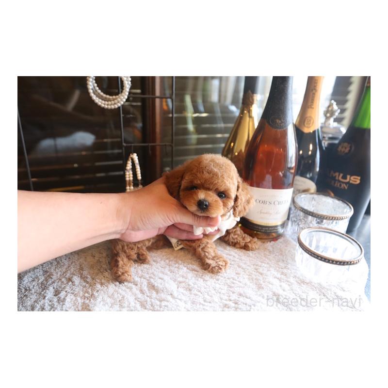 販売中の埼玉県のタイニープードル-448028の5枚目