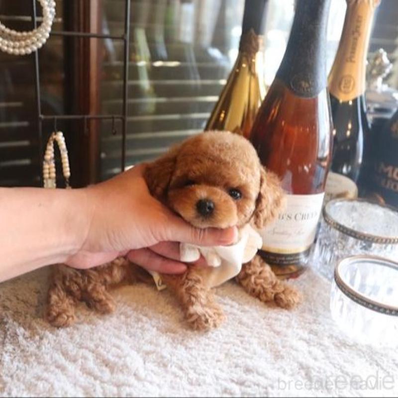 販売中の埼玉県のタイニープードル-448028の1枚目