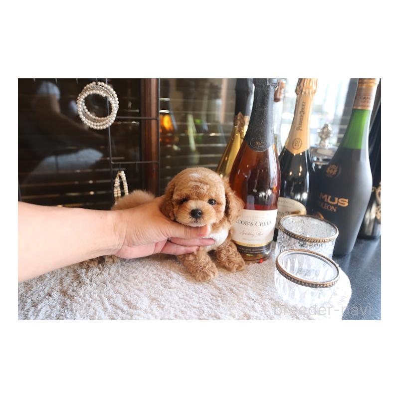 販売中の埼玉県のトイプードル-448029の4枚目