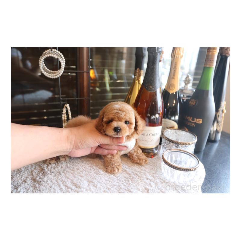 販売中の埼玉県のトイプードル-448029の2枚目