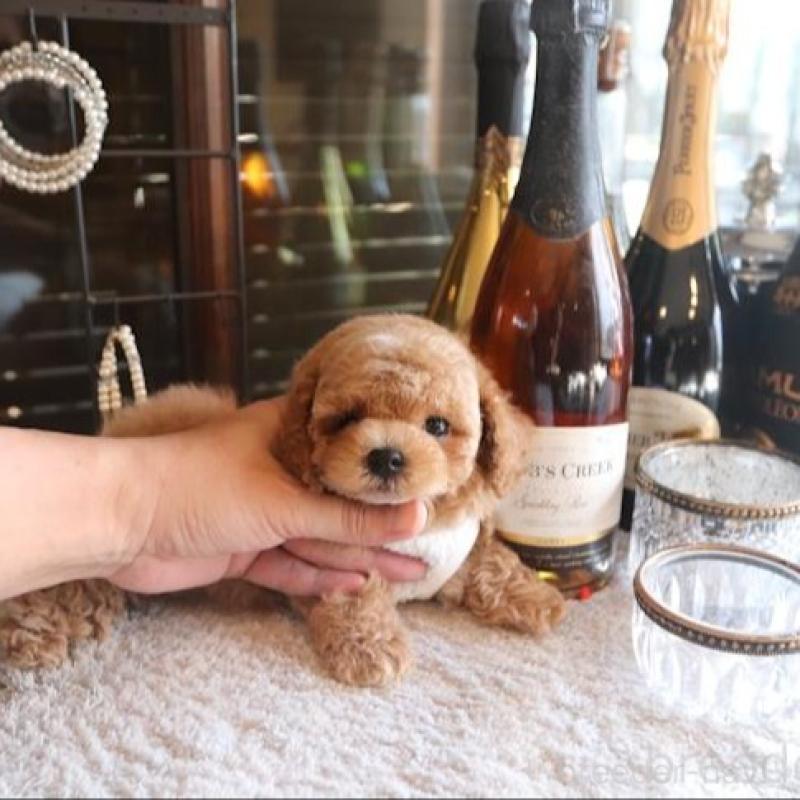 販売中の埼玉県のトイプードル-448029の1枚目