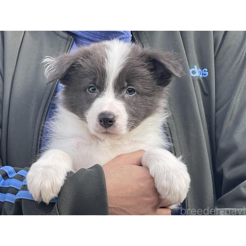 販売中の岐阜県のボーダーコリー-448030の1枚目