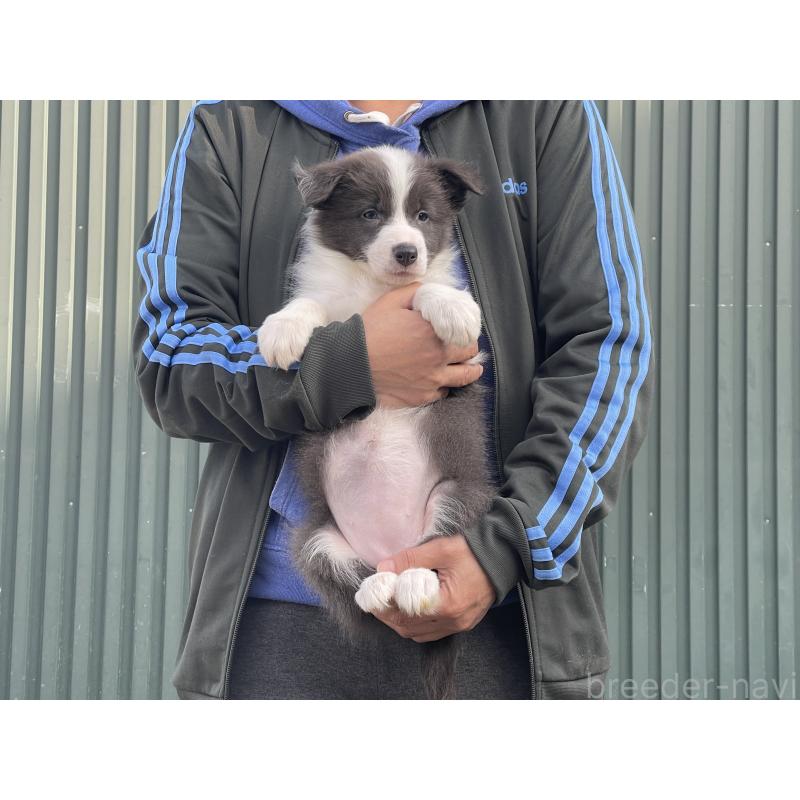 販売中の岐阜県のボーダーコリー-448030の5枚目