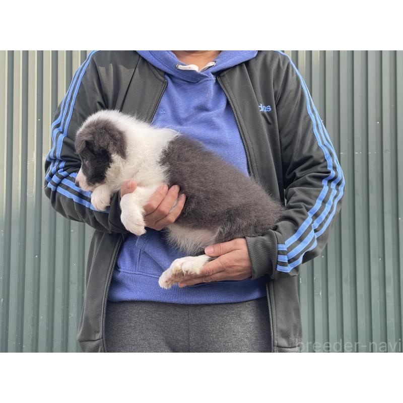 販売中の岐阜県のボーダーコリー-448030の4枚目