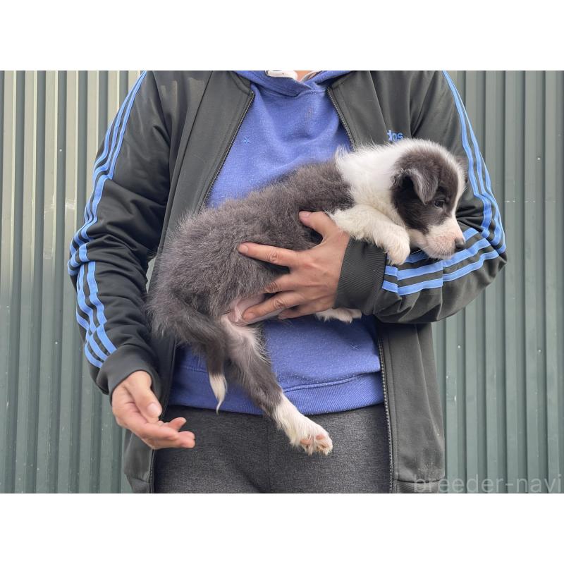 販売中の岐阜県のボーダーコリー-448030の3枚目