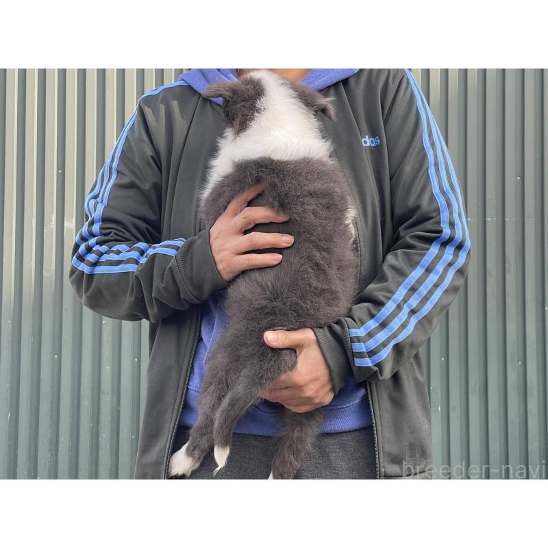 販売中の岐阜県のボーダーコリー-448030の2枚目