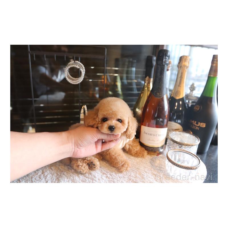 販売中の埼玉県のトイプードル-448032の4枚目