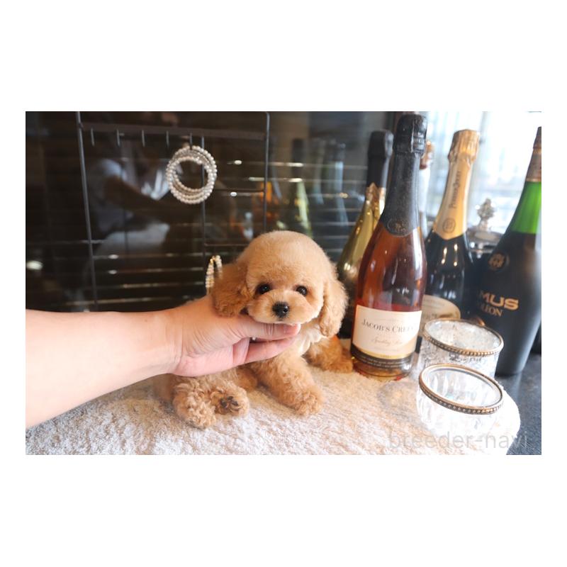 販売中の埼玉県のトイプードル-448032の2枚目