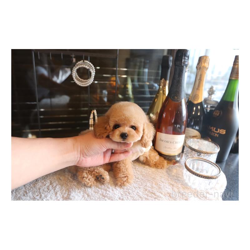 販売中の埼玉県のトイプードル-448032の3枚目