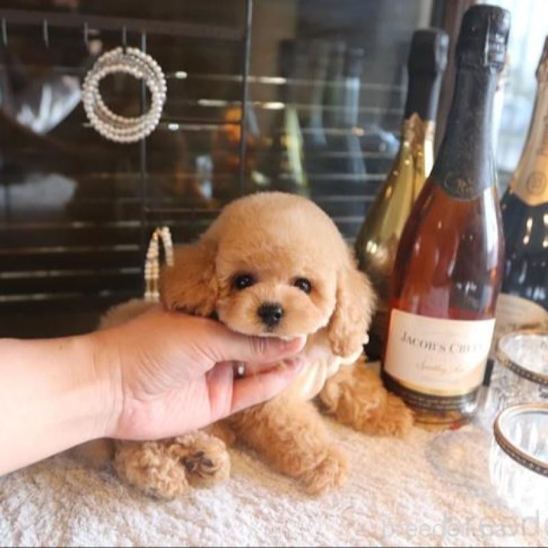 販売中の埼玉県のトイプードル-448032