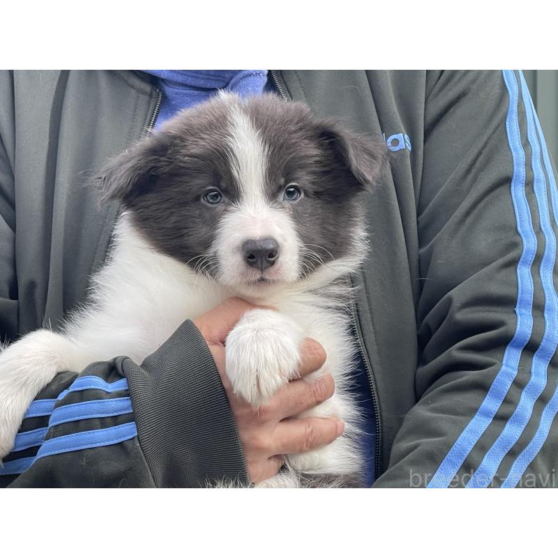 販売中の岐阜県のボーダーコリー-448031