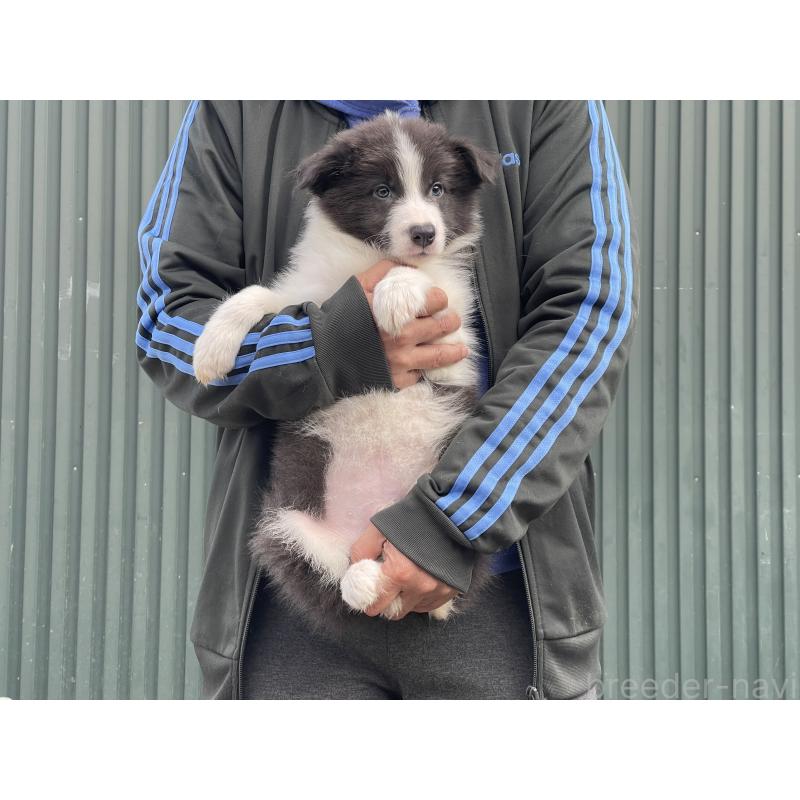 販売中の岐阜県のボーダーコリー-448031の6枚目