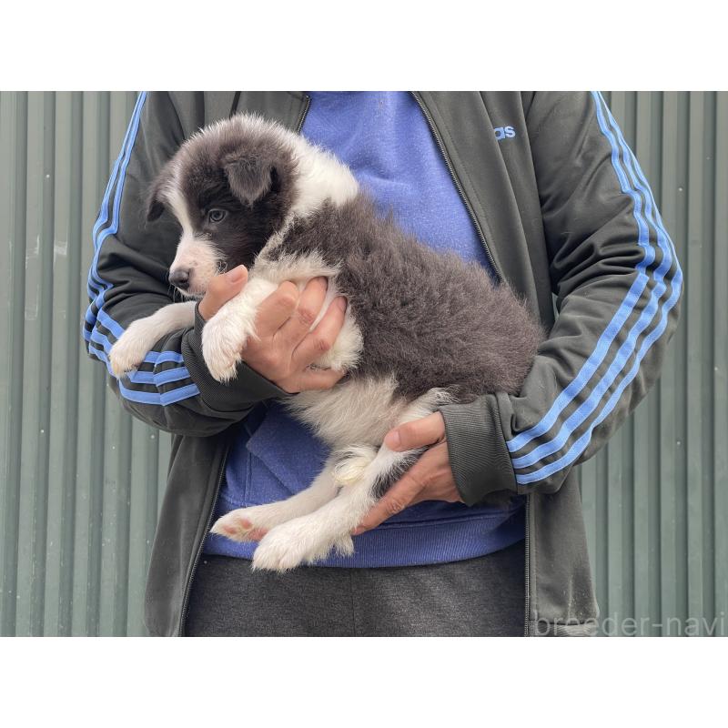販売中の岐阜県のボーダーコリー-448031の5枚目