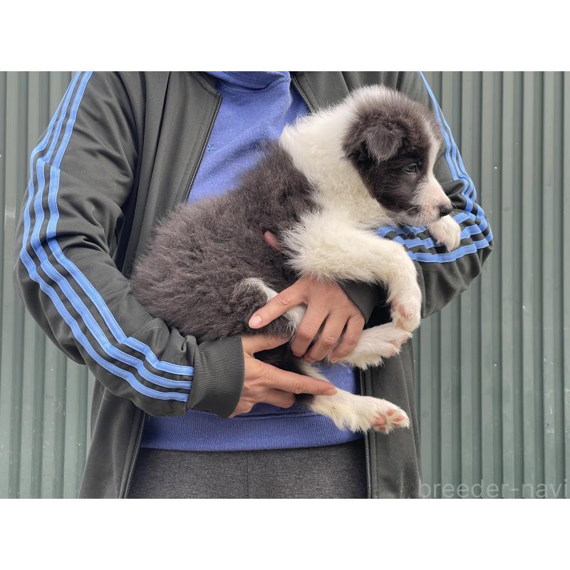 販売中の岐阜県のボーダーコリー-448031の4枚目