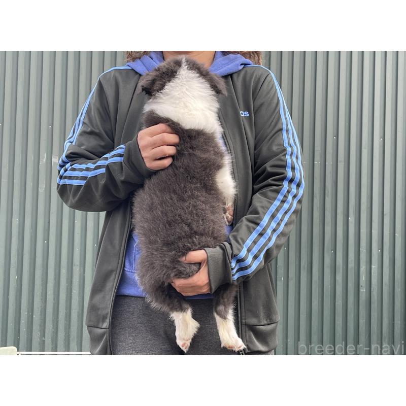 販売中の岐阜県のボーダーコリー-448031の3枚目