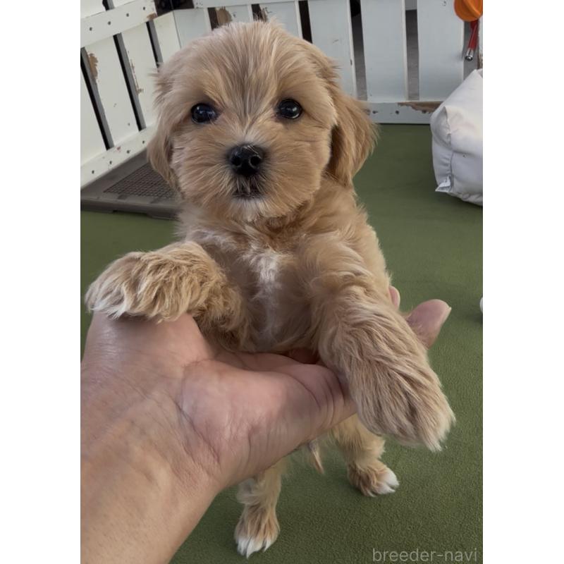 販売中の福岡県のマルプー:マルチーズ×トイプードル-440421の6枚目