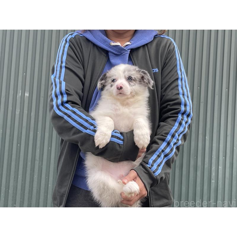 販売中の岐阜県のボーダーコリー-448033の6枚目