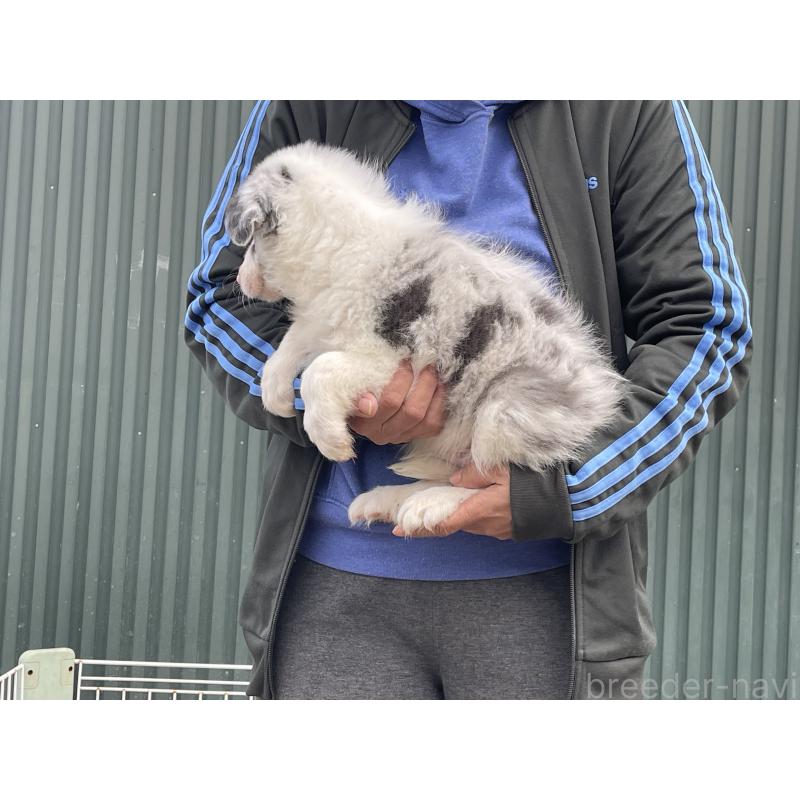 販売中の岐阜県のボーダーコリー-448033の5枚目