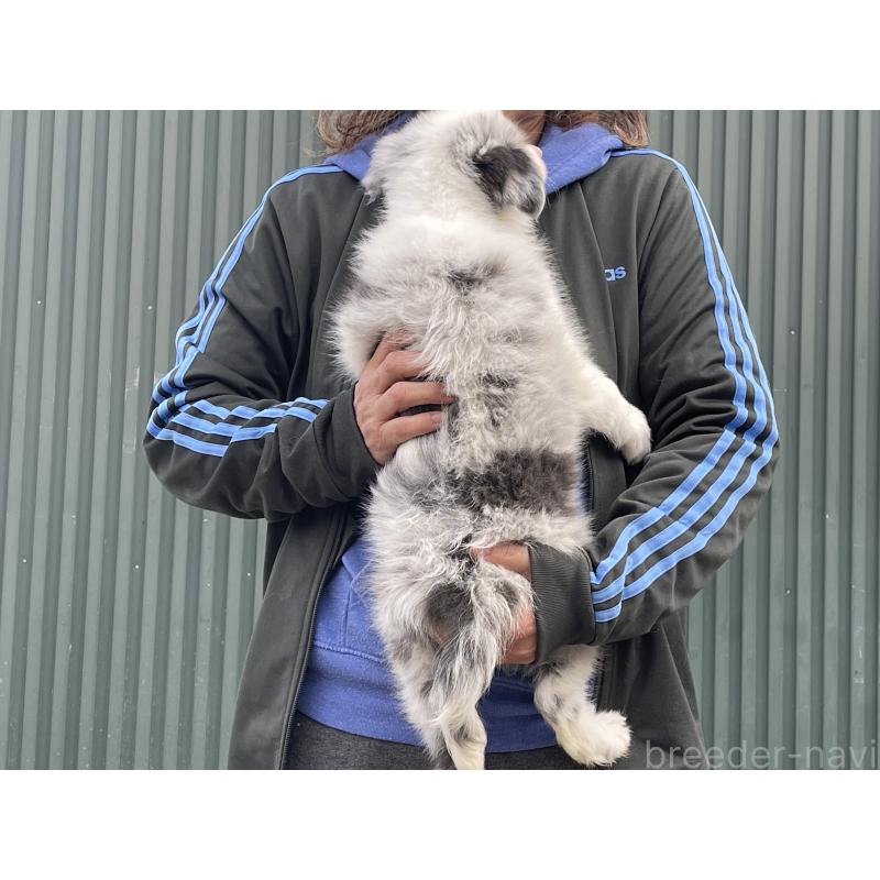 販売中の岐阜県のボーダーコリー-448033の3枚目