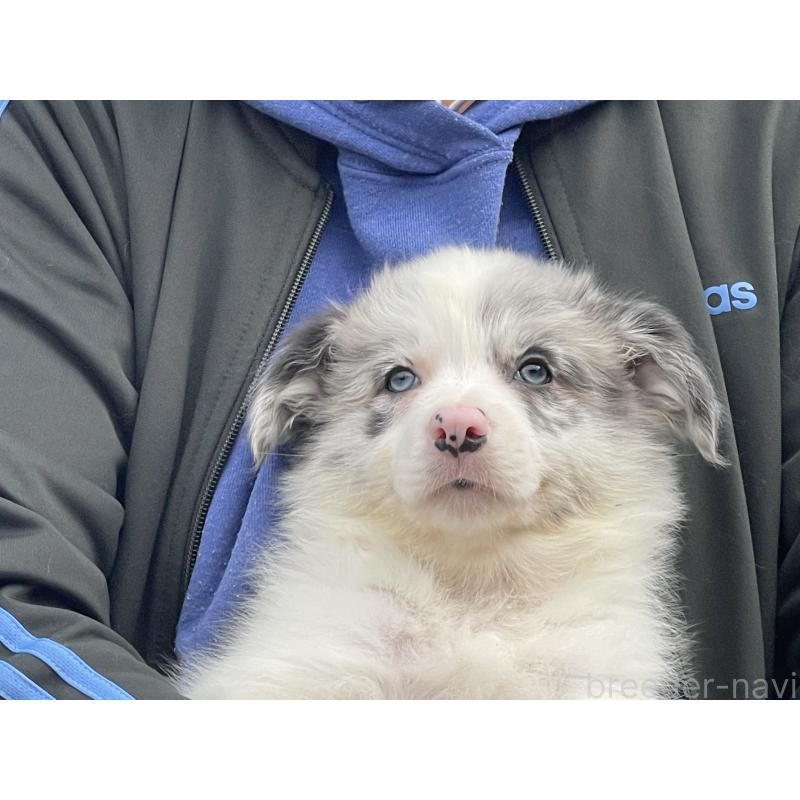 販売中の岐阜県のボーダーコリー-448033の2枚目