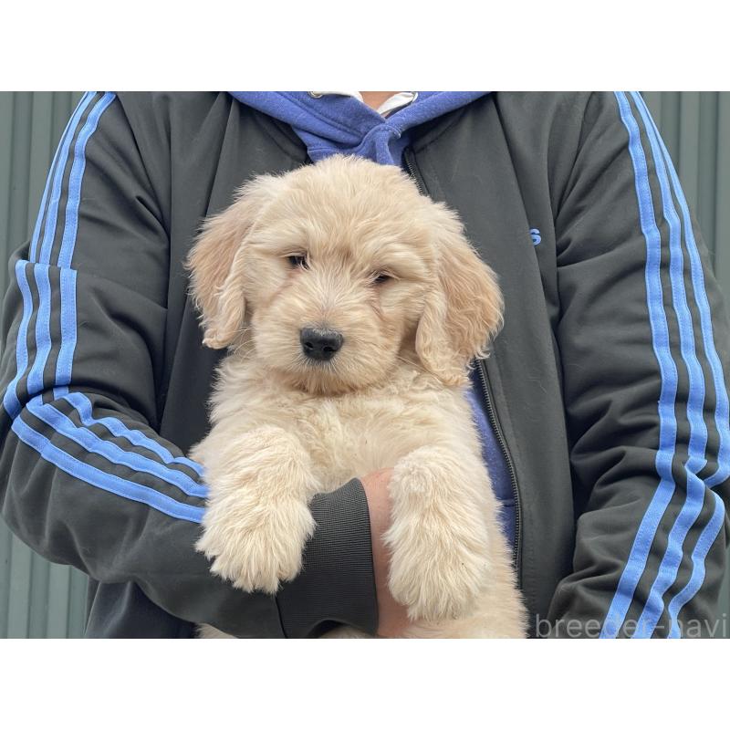 販売中の岐阜県のゴールデンドゥードル:ゴールデンレトリーバー×プードル-448034の1枚目