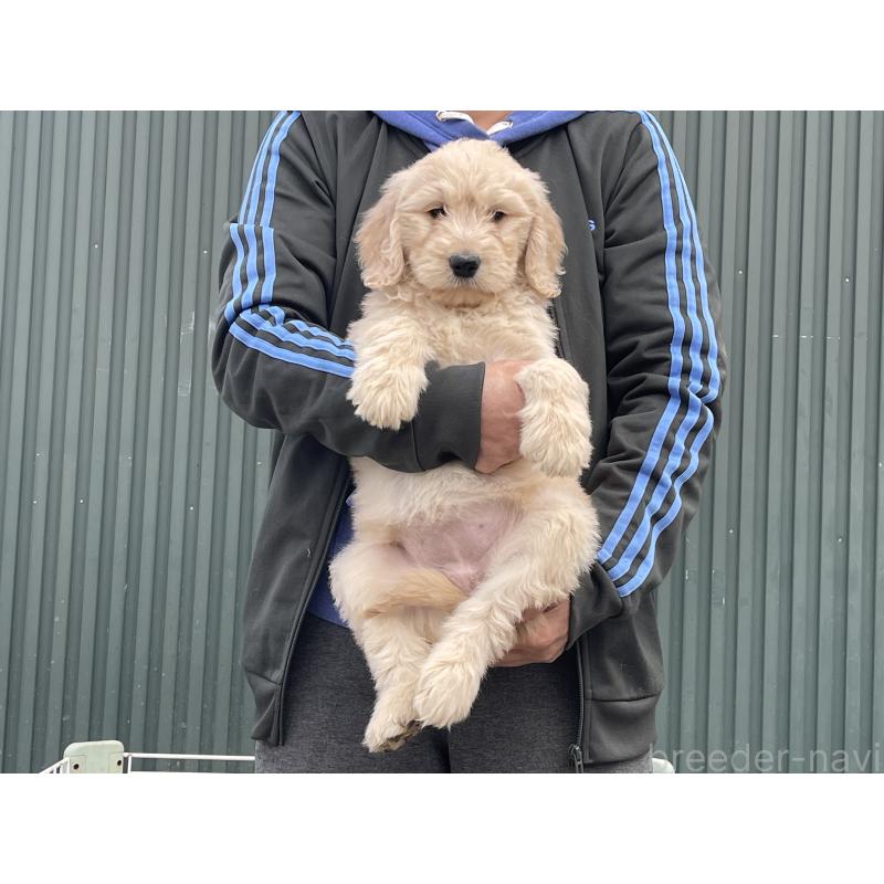 販売中の岐阜県のゴールデンドゥードル:ゴールデンレトリーバー×プードル-448034の6枚目
