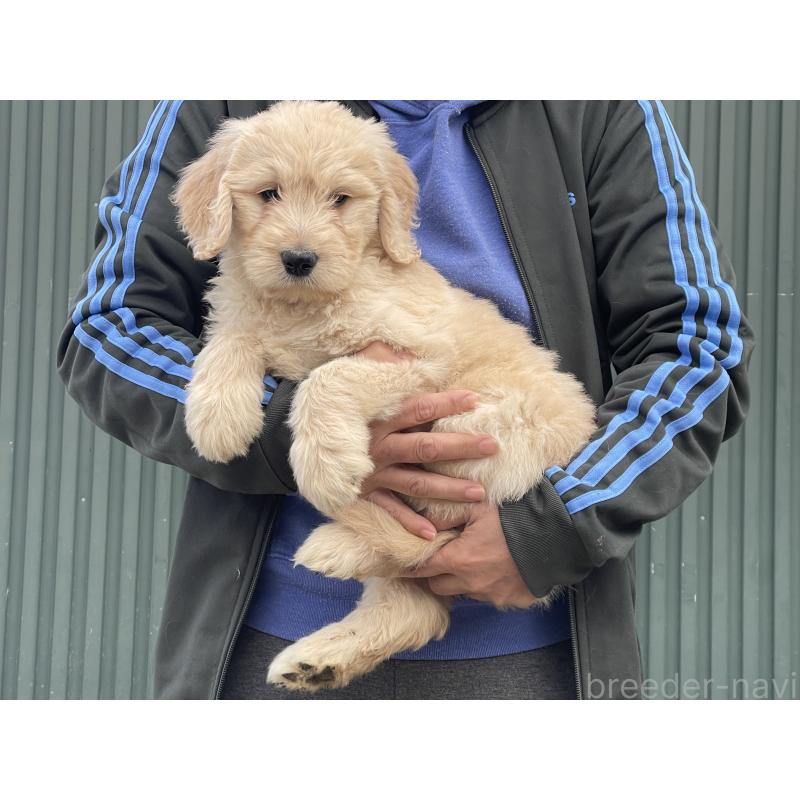 販売中の岐阜県のゴールデンドゥードル:ゴールデンレトリーバー×プードル-448034の5枚目