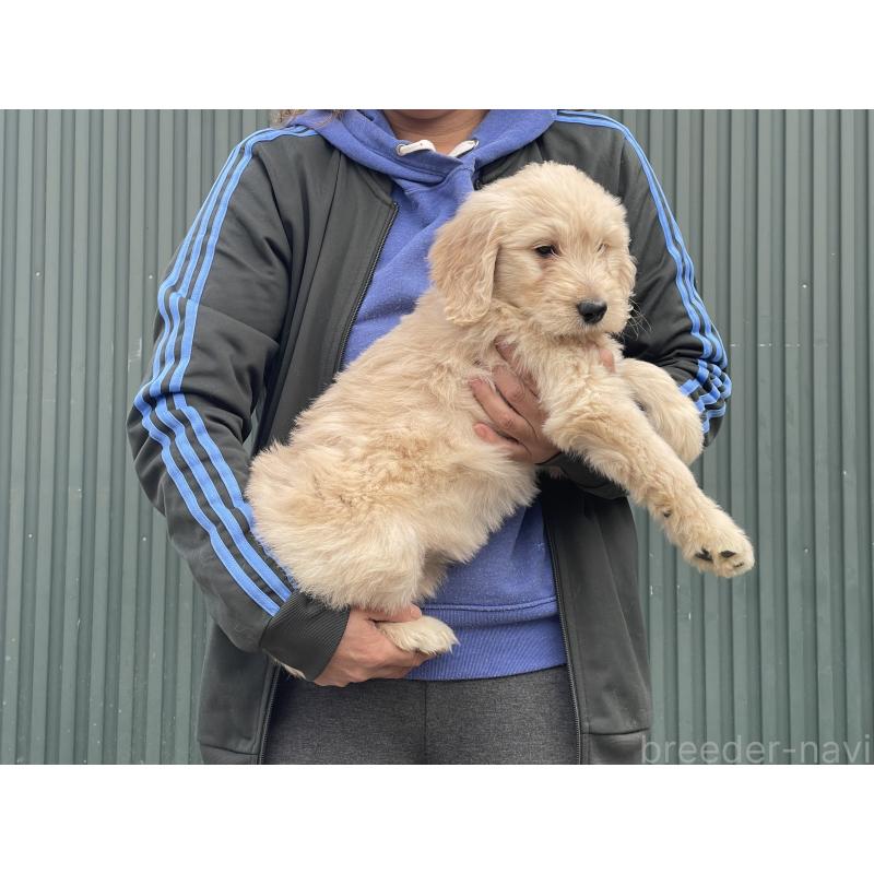 販売中の岐阜県のゴールデンドゥードル:ゴールデンレトリーバー×プードル-448034の4枚目