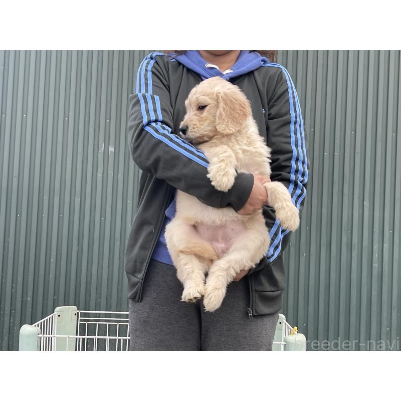 販売中の岐阜県のゴールデンドゥードル:ゴールデンレトリーバー×プードル-448034の2枚目