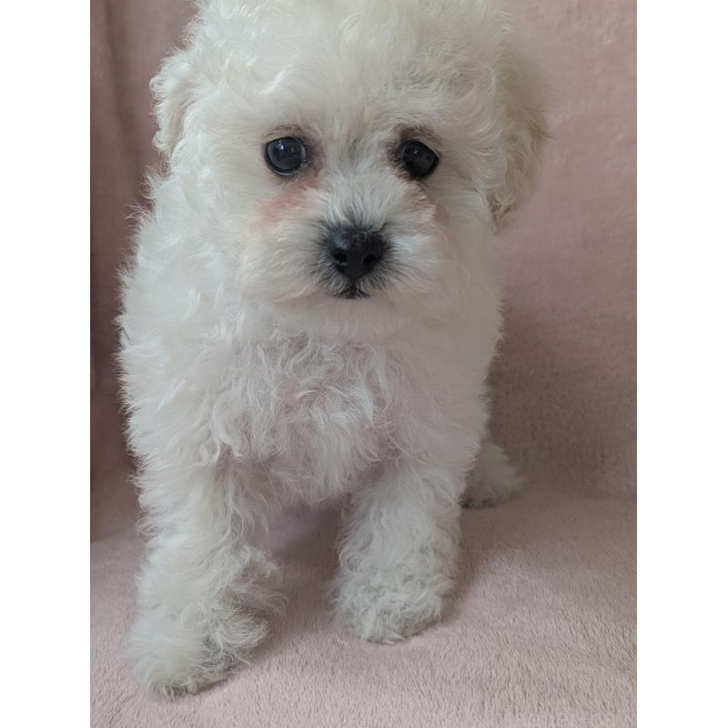 販売中の三重県のミックス犬-438024の4枚目