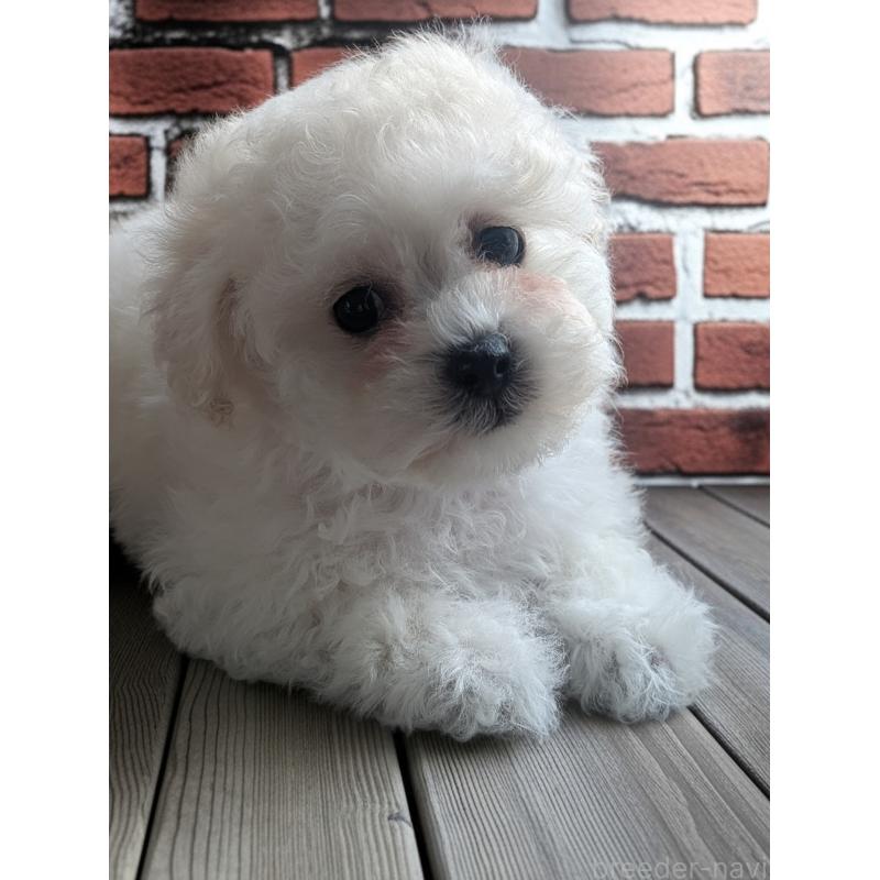 販売中の三重県のミックス犬-438024の2枚目