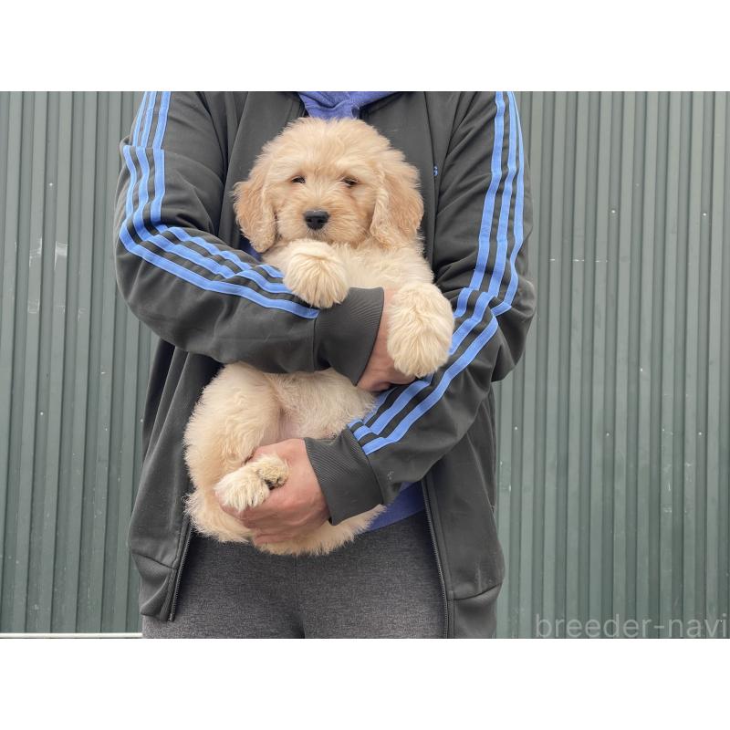 販売中の岐阜県のゴールデンドゥードル:ゴールデンレトリーバー×プードル-448035の6枚目
