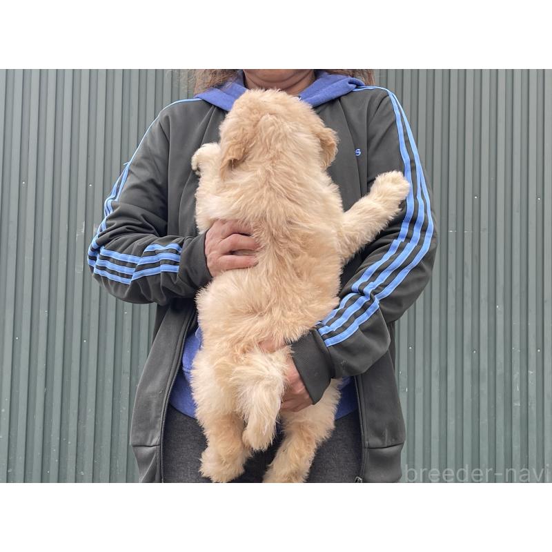 販売中の岐阜県のゴールデンドゥードル:ゴールデンレトリーバー×プードル-448035の2枚目