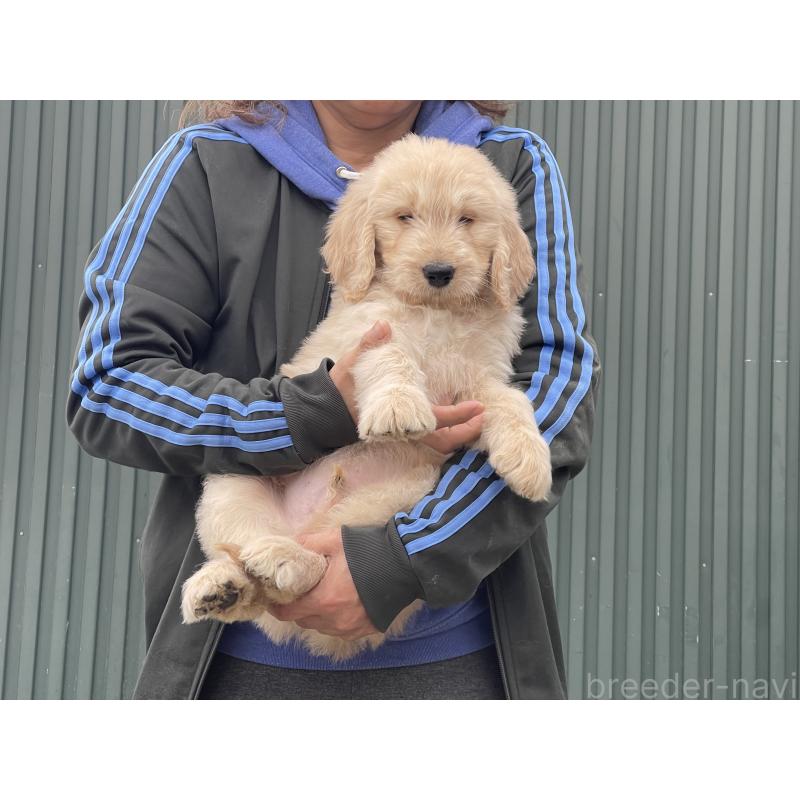 販売中の岐阜県のゴールデンドゥードル:ゴールデンレトリーバー×プードル-448036の5枚目