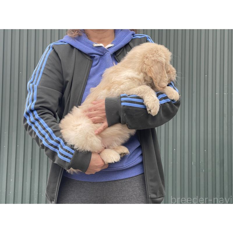 販売中の岐阜県のゴールデンドゥードル:ゴールデンレトリーバー×プードル-448036の3枚目