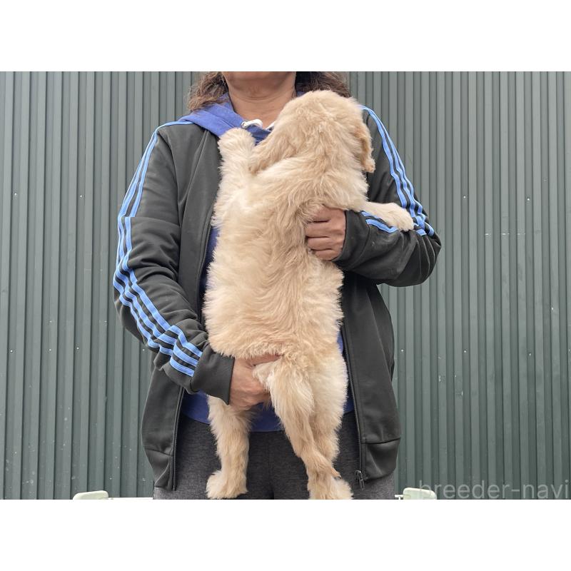 販売中の岐阜県のゴールデンドゥードル:ゴールデンレトリーバー×プードル-448036の2枚目