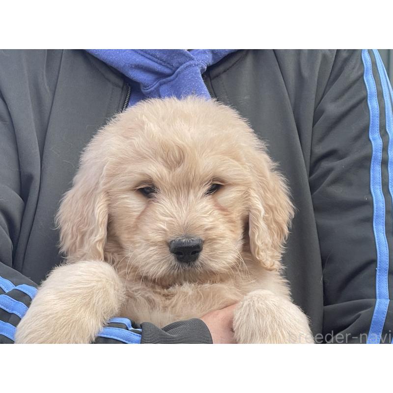 販売中の岐阜県のゴールデンドゥードル:ゴールデンレトリーバー×プードル-448037