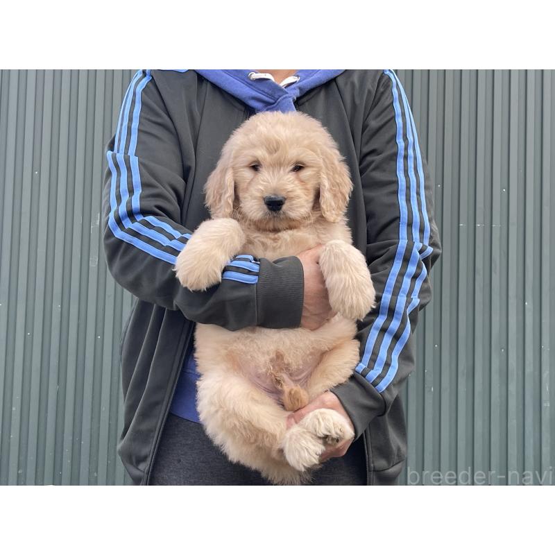 販売中の岐阜県のゴールデンドゥードル:ゴールデンレトリーバー×プードル-448037の6枚目