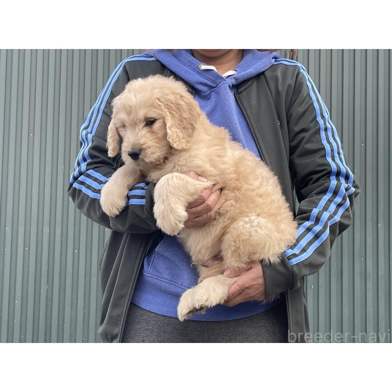 販売中の岐阜県のゴールデンドゥードル:ゴールデンレトリーバー×プードル-448037の5枚目