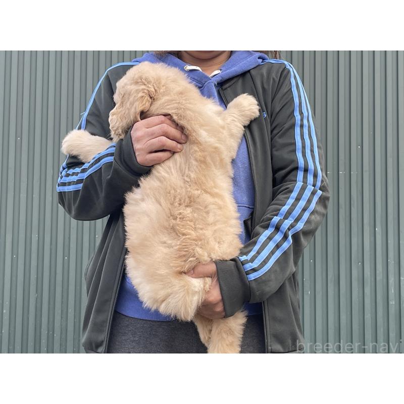 販売中の岐阜県のゴールデンドゥードル:ゴールデンレトリーバー×プードル-448037の2枚目