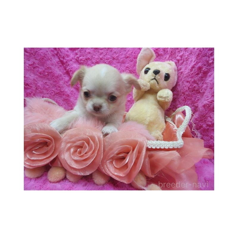 販売中の京都府のチワワ(ロングコート)-448038の3枚目