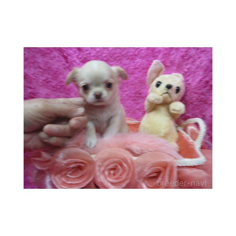 販売中の京都府のチワワ(ロングコート)-448038の2枚目