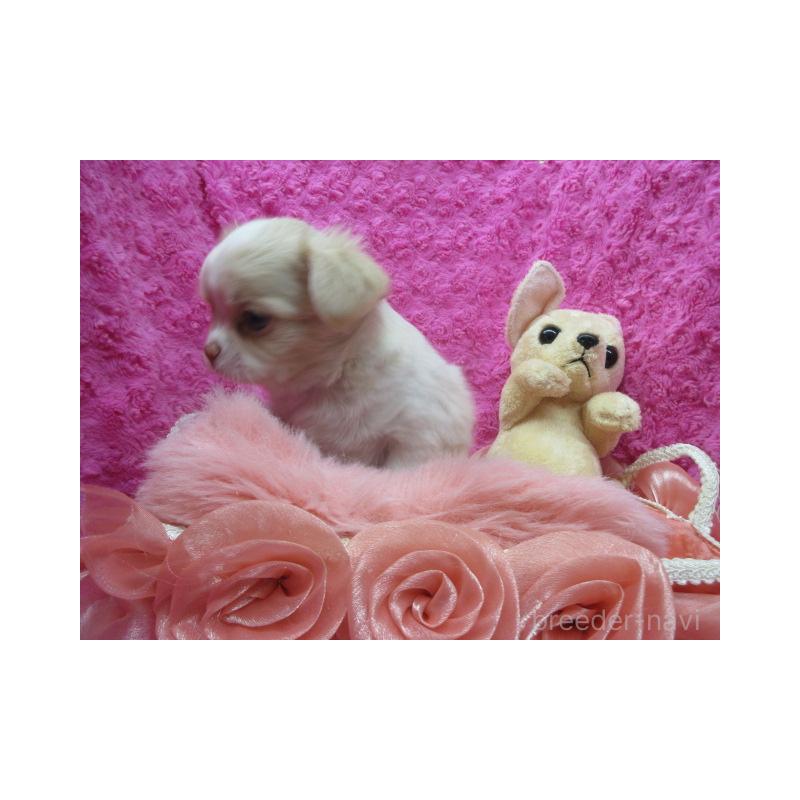 販売中の京都府のチワワ(ロングコート)-448039の3枚目