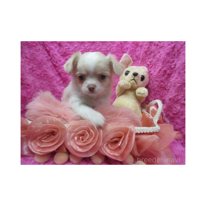 販売中の京都府のチワワ(ロングコート)-448039の2枚目